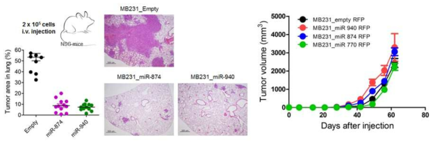 microRNA-874와 microRNA-940가 유방암 세포주의 성장과 전이에 미치는 영향