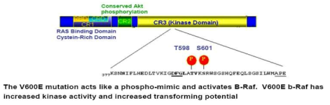 Functional domains of B-Raf