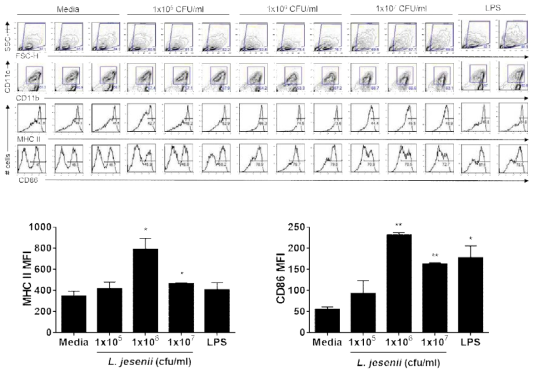 Lactobacillus jesenii 박테리아는 수지상세포의 보조활성단백질인 MHC II와 CD86의 활성화