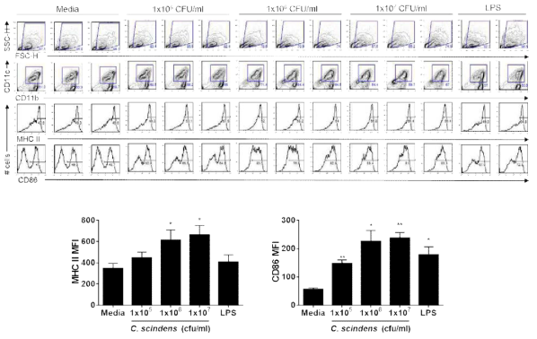 . Clostridium scindens 균은 수지상세포의 보조활성단백질인 MHC II와 CD86의 활성화