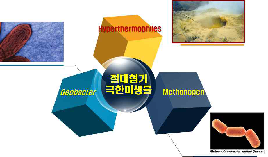 다양한 절대혐기 극한 미생물의 종류 - 장내 메탄균