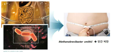 장내 메탄균인 Methanobrevibacter smithii 균주에 의한 인간 비만