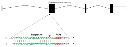 . lrrc17 유전자의 target site 설정 및 절단 부위 예측