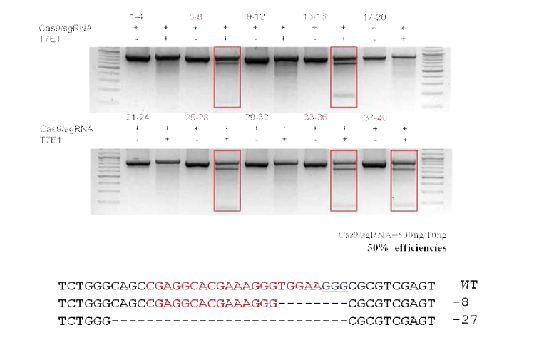 lrrc17 유전자의 somatic cell mutation