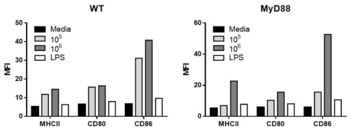 골수 유래 수지상세포의 costimulatory molecule 발현 변화 분석