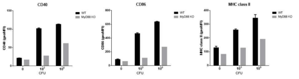 골수 유래 수지상세포의 costimulatory molecule 발현 변화 분석