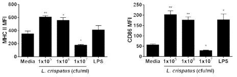 Lactobacillus crispatus 박테리아는 수지상세포의 보조활성단백질인 MHC II와 CD86의 활성화