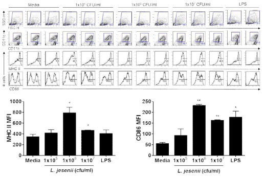 Lactobacillus jesenii 박테리아는 수지상세포의 보조활성 단백질인 MHC II와 CD86의 활성화