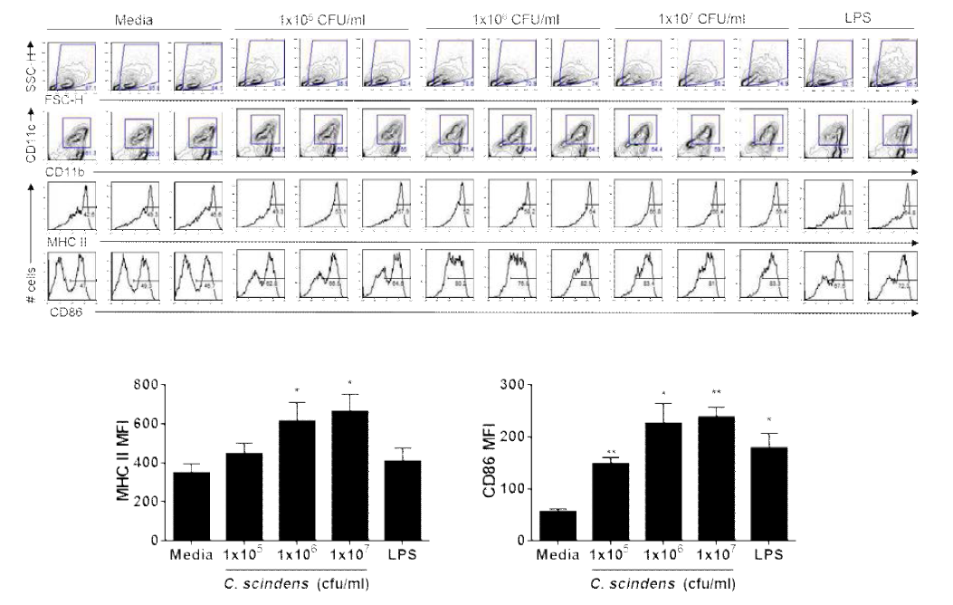 Clostridium scindens 균은 수지상세포의 보조활성 단백질인 MHC II와 CD86의 활성화