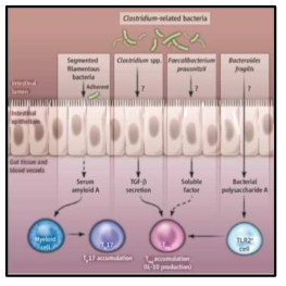 다양한 장내 미생물에 의한 T세포의 분화 영향
