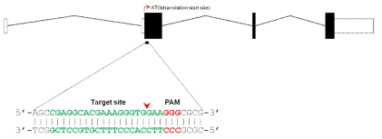 lrrc17 유전자의 target site 설정 및 절단 부위 예측