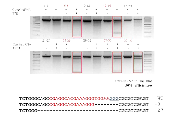 lrrc17 유전자의 somatic cell mutation