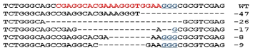 lrrc17 유전자의 Germ line mutation