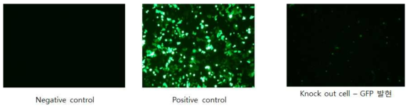 형광현미경을 이용한 transfection 확인