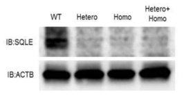 western blot analysis를 통한 타겟 단백질 발현 여부 확인