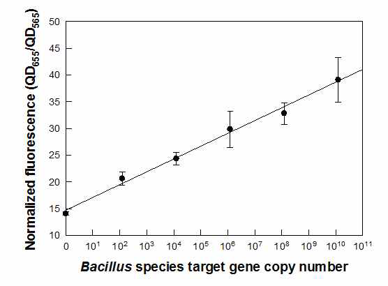 나노진 기법을 이용한 Bacillus 종 검출 유 전자 정량분석