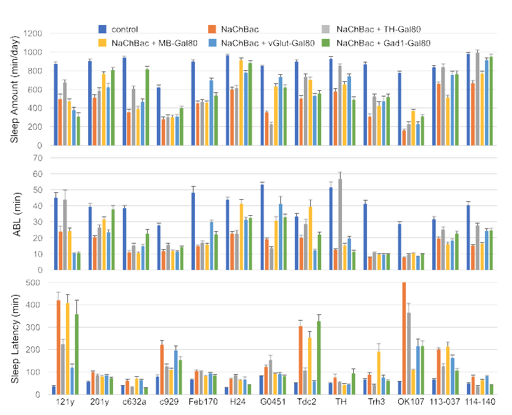 신경세포를 활성을 증가 할 수 있는 NaChBac 형질전환 유전 자와, 이를 특정 신경세포에서만 발 현시킬 수 있는 Gal4, 그리고 Gal4의 활성을 하위의 특정 신경세포에서 선 택적으로 저해할 수 있는 Gal80 형 질전환 유전자를 다양한 조합으로 보 유하고 있는 형질전환 동물모델을 제 작하고, 이들의 특이적인 수면행동 지표 변화를 검증하여 수면의 양, 질, 수면 욕구, 야행성 행동 등 각 수면행동 지표에 중요한 신경세포 회 로를 규명하는데 중요한 데이터베이 스를 구축하였음.