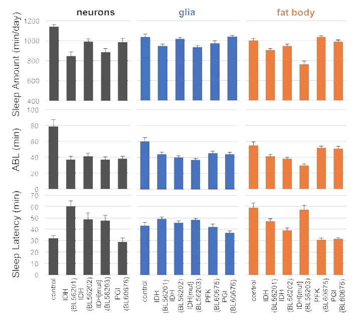 일부 수면 스트레스 대사 유전자의 발현을 신경세포, 신경교세포 및 fat body에서 선택적으로 과발현하는 14종의 수면 스트레스 대사 유전자 동물모델의 수면행동을 분석하였음. 신경세포 내 isocitrate dehydrogenase의 과발현에 의해 수면이 어느정도 억제되는 현상을 관찰하였음.