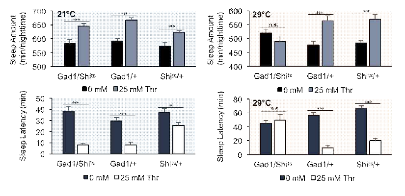 온도에 의 한 GABA 시냅스 신경 전달 활성의 인위적인 억제를 통해 수면을 촉 진하는 threonine의 수면 조절 기능이 저해됨.