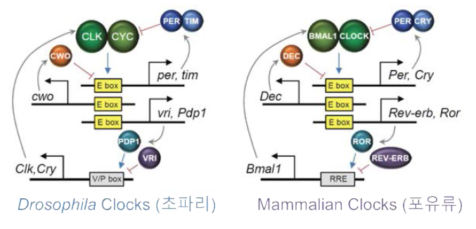 생체리듬 유전자의 기능 과 작용원리의 진화적 유사성에 관한 모식도