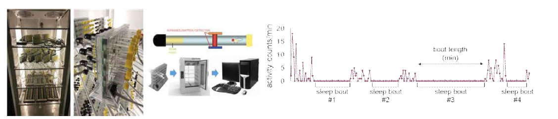 단일 초파리의 활동성 측정을 이용한 수면의 정량적 분석 시스템