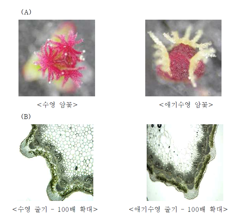 Photomicrographs of Rumex acetosa and R. acetosella in Korea.