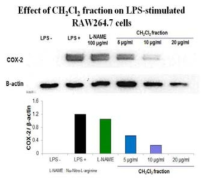 Effect of CH2Cl2 fraction on LPS-stimulated RAW 264.7 cells