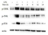 MAPK expression according to the treatment time of LPS in RAW 264.7 cells