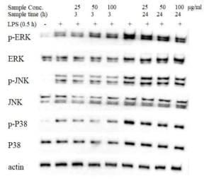 Western blot of MAPK in RAW 264.7 cells treated with Rumex acetosa extract