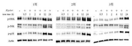 Western blot of MAPK in AGS cells treated with Rumex acetosa extract