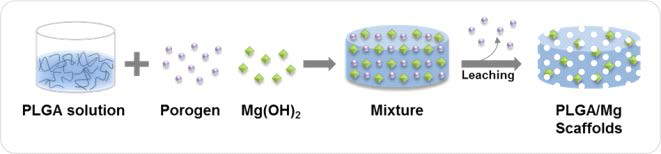 염증억제 생분해성 고분자 지지체의 제조방법 모식도