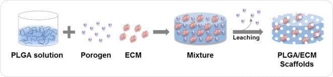 생체모방 생분해성 고분자 지지체의 제조방법 모식도