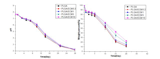 생체모방 생분해성 지지체의 pH 변화 및 분해거동 관찰