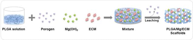 생체모방 염증억제 생분해성 고분자 지지체의 제조방법 모식도