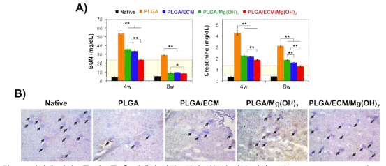 지지체 이식 4주 및 8주 후 재생된 신장조직의 기능성 회복 평가. A) BUN & Creatinine, B) Indigo carmine