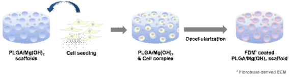 기공표면에 섬유아세포 유래 ECM(FDM)이 도입된 3차원 생체모방 염증억제 지지체의 모식도