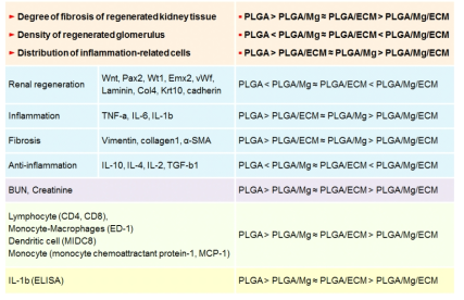 신장조직재생용 생체모방 염증억제 지지체의 체내 이식 평가 요약