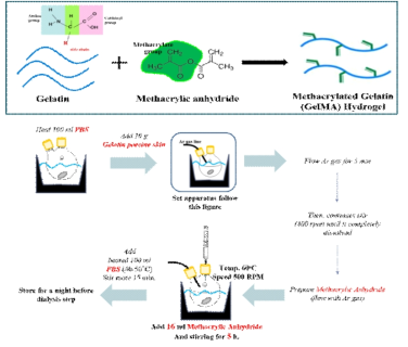 Methacrylic anhydride를 이용한 gelatin의 methacrylation. 화학적 메커니즘(위 그림), 실험 방법(아래 그림)