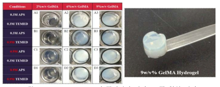 Methacrylation 된 젤라틴의 하이드로젤 형성 평가