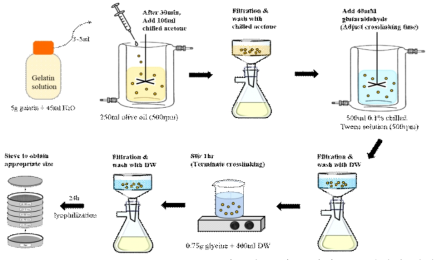 Water-oil emulsion process를 이용한 젤라틴 마이크로 입자의 제작