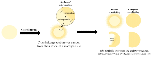 젤라틴 입자의 가교 메커니즘을 활용한 속이 빈 구조를 갖는 입자 제작