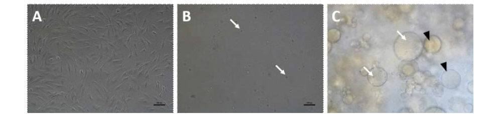 광학현미경을 이용한 각 그룹별 지방유래 줄기 세포 사진. (하얀색 화살표는 세포를 의미, 검은색 화살표는 마이크로입자를 의미함)