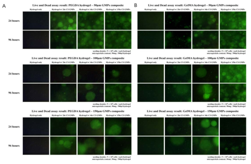 크기/입자의 가교시간이 다른 마이크로 입자가 담지 된 (A) Poly(ethylene glycol) diacrylate 기반 하이드로젤 복합체 및 (B)Gelatin methacrylate 기반 하이드로젤 복합체(B)에서 배양한 지방유래 줄기세포의 세포 활성 평가. 위부터 50 ~ 100 μm, 100 ~ 150 μm, 150 μm이상의 크기를 갖는 마이크로 입자