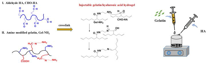 히알루론산과 젤라틴의 imine 작용기 가교를 이용한 주사형 하이드로젤 복합체 구조