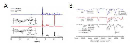 1H-NMR을 이용한 히알루론산(HA), CHO-HA, Gel-NH2 구조 확인 (A) 및 FT-IR을 이용한 CHO-HA, Gel-NH2, HA/Gelatin 하이드로젤 결합 구조 확인 (B)