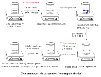 젤라틴 나노입자 제작 방법 모식도
