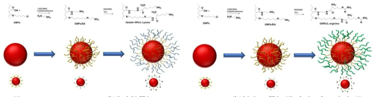 Poly L-lysine 개질 (왼쪽), Poly L-arginine 개질(오른쪽) 젤라틴 나노입자 구조