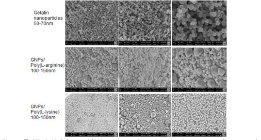 주사전자 현미경으로 관찰한 GNPs, GNPs/Poly (L-lysine), GNPs/Poly (L-arginine)