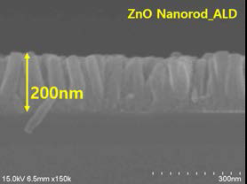 ZnO nano rod의 FE-SEM 단면사진