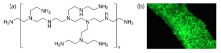 (a) BPEI의 화학구조 (b) BPEI로 개질화된 PC 표면에 부착된 E. coli